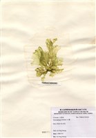 藏品(石蓴)的圖片